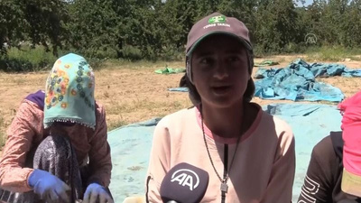 Mevsimlik işçilerin zorlu mesaisi başladı